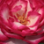 Belo - roza - Vrtnica čajevka - Atlas